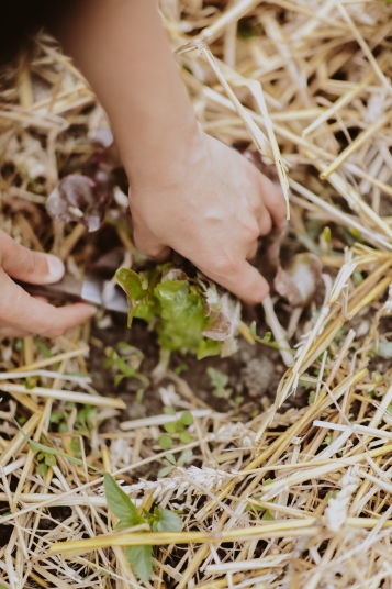 la-box-a-planter-2019-8287