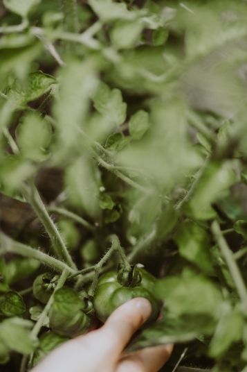la-box-a-planter-2019-8422