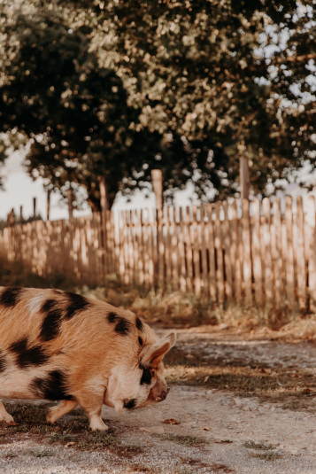 coteaux-nantais-biodynamie-1Q9A8390