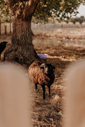 coteaux-nantais-biodynamie-1Q9A8404