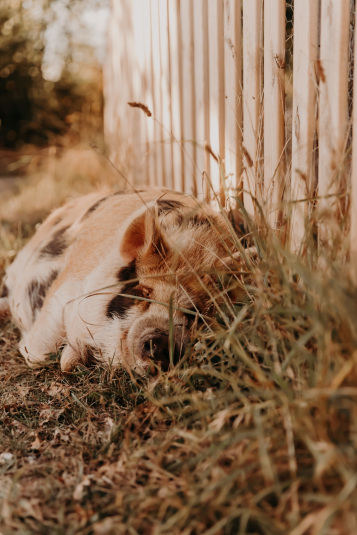 coteaux-nantais-biodynamie-1Q9A8406