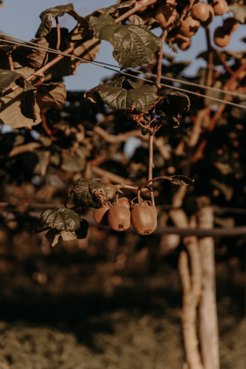 coteaux-nantais-biodynamie-1Q9A8419