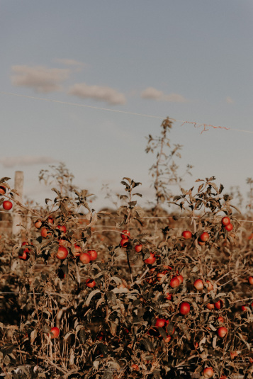 coteaux-nantais-biodynamie-1Q9A8422