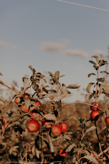 coteaux-nantais-biodynamie-1Q9A8425