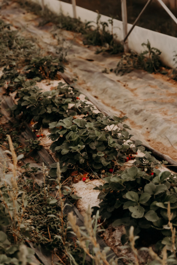 coteaux-nantais-biodynamie-1Q9A8450