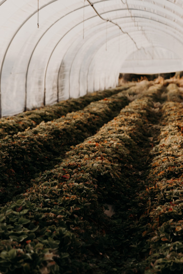 coteaux-nantais-biodynamie-1Q9A8451