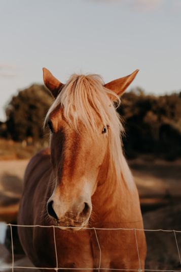 coteaux-nantais-biodynamie-1Q9A8472