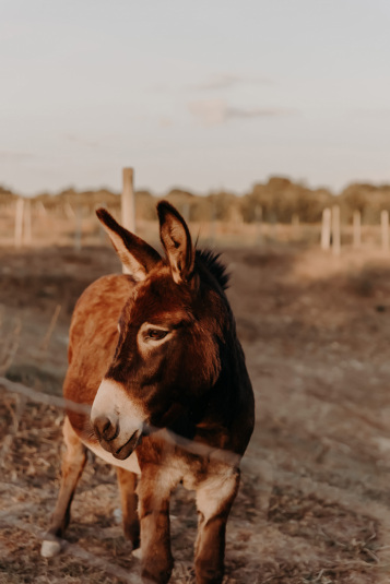 coteaux-nantais-biodynamie-1Q9A8481