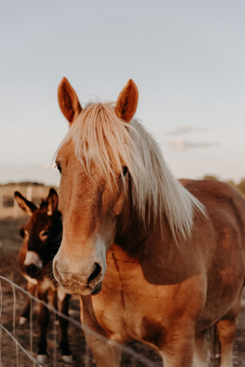 coteaux-nantais-biodynamie-1Q9A8483