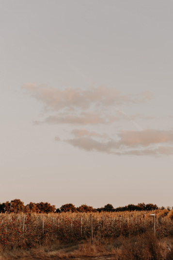 coteaux-nantais-biodynamie-1Q9A8516