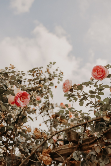 mariage-marie-robin-9305