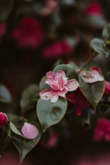 un-de-ces-quatre-printemps-2020-9394